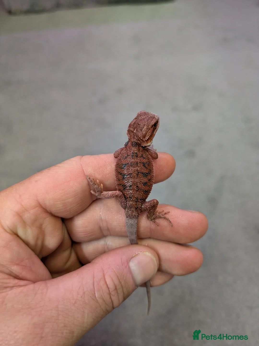 Bearded Dragon reptiles for sale: Variety Of Red German Giants and G Stripe Dunners  - Advert 7