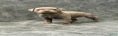Yellow - Male
