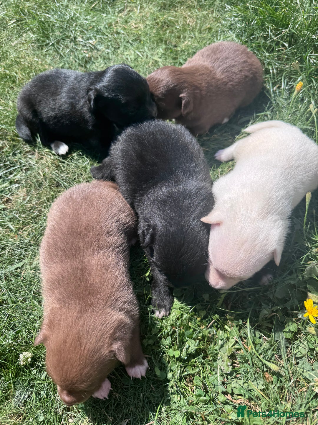 Pomchi dogs for sale: 💖 Beautiful Pomchi Pups 💖 - Image 1
