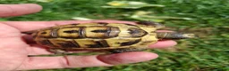 Hermann Tortoise reptiles for sale: Med. Spurthigh tortoises for sale - Advert 2