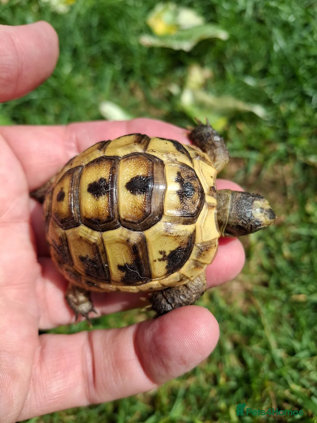 Hermann Tortoise reptiles for sale: Med. Spurthigh tortoises for sale - Advert 2