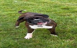 Boxer dogs for stud: Beautiful Dark Brindle Boxer|KC reg| Heart scored - Image 1
