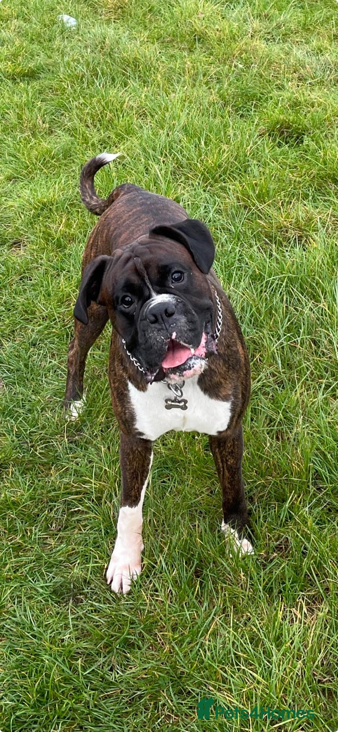 Boxer dogs for stud: Beautiful Dark Brindle Boxer|KC reg| Heart scored - Image 1