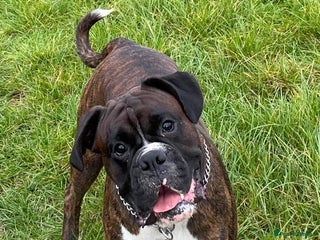 Boxer dogs - Advert 3