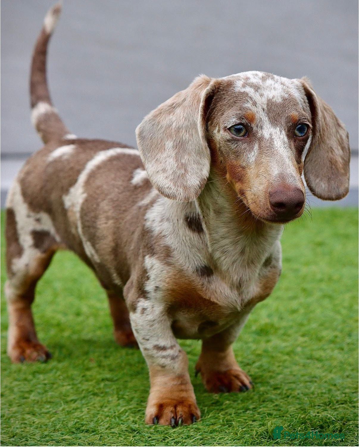 Miniature Dachshund dogs Meet Marley our Mini Dachshund stud - Advert 1