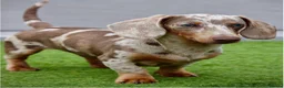Miniature Dachshund dogs for stud: Meet Marley our Mini Dachshund stud - Advert 1