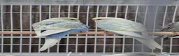 Mixed Breed birds for sale: Budgies for sale  - Advert 26