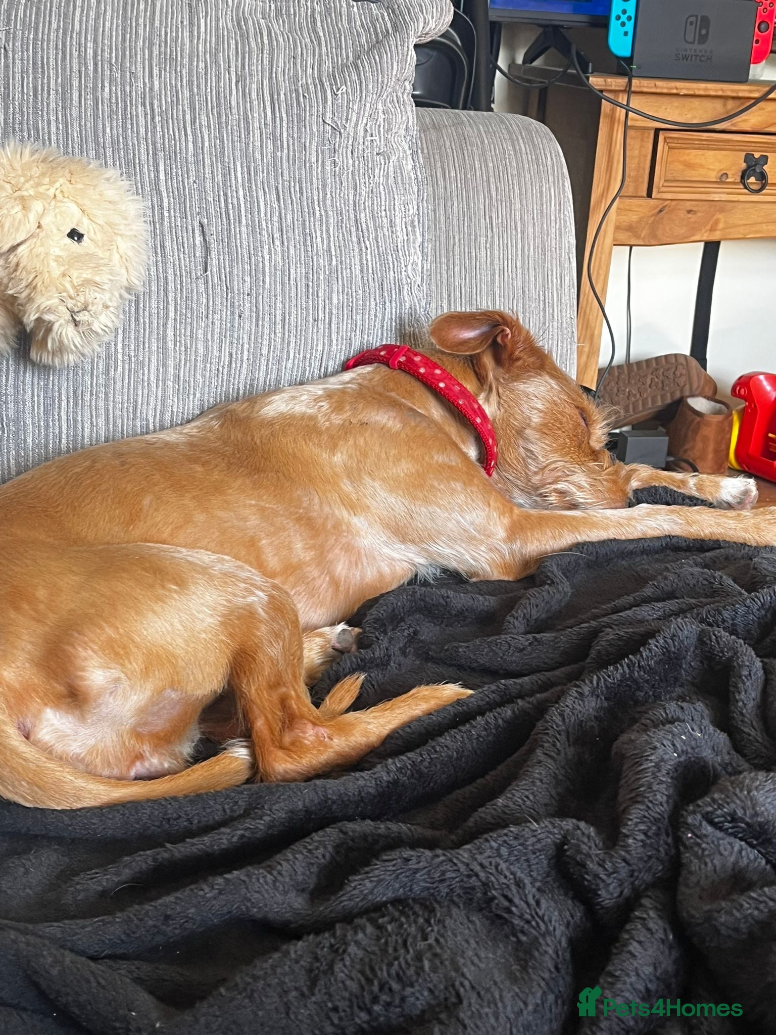 Mixed Breed dogs Terrier  - Advert 8