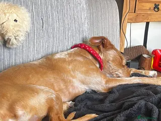 Mixed Breed dogs Terrier - Advert 8