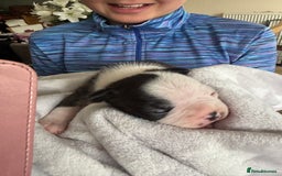 Boston Terrier dogs for sale: Stunning Boston terrier puppies - Image 8