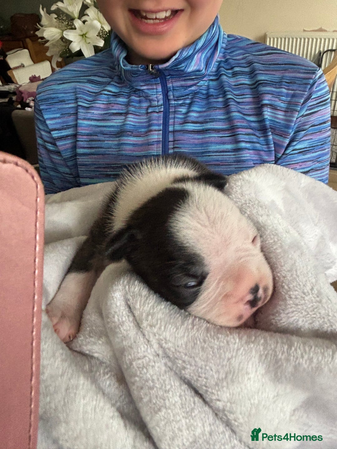 Boston Terrier dogs for sale: Stunning Boston terrier puppies - Image 8