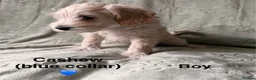 Schnoodle dogs for sale: Beautiful F1 Schnoodle Puppies - Advert 7