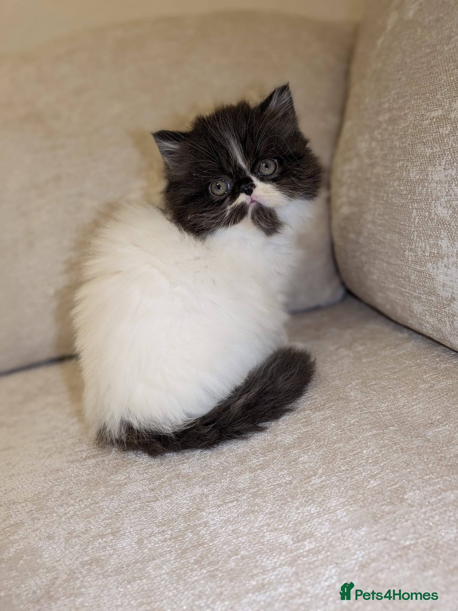 Persian cats Persian  - Advert 3