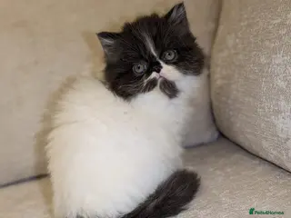 Persian cats Persian - Advert 14