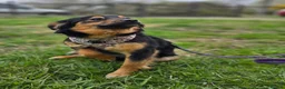 Mixed Breed dogs for adoption: ❤️🐶 LOLLY – GENTLE HEART, HAPPY SOUL in Burton-on-Trent - Advert 15
