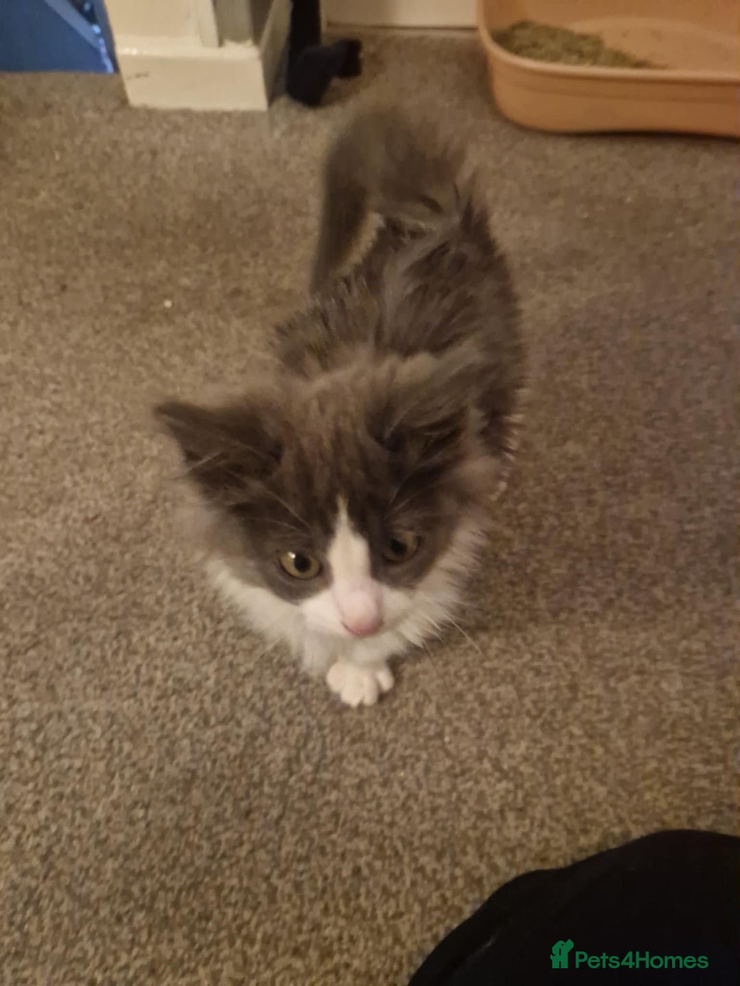 Ragdoll cats for sale: Ragdoll cross kittens  - Image 12