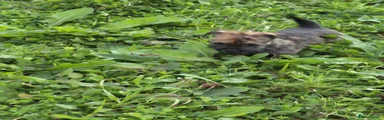 Miniature Dachshund 2