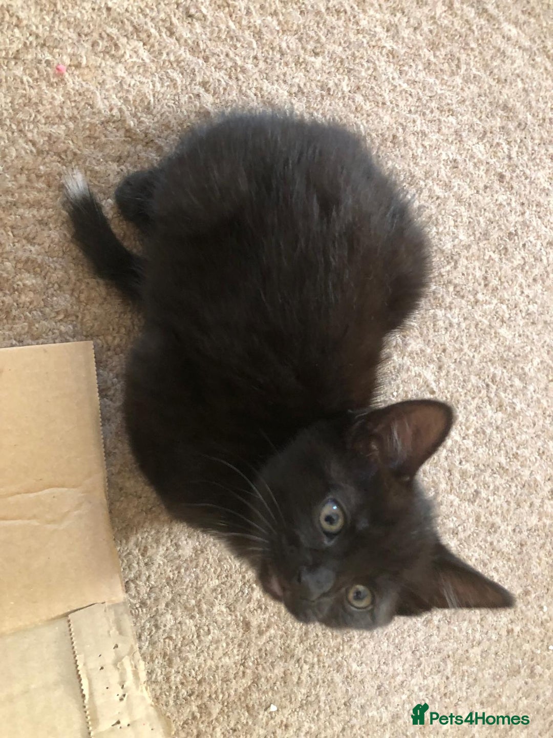 Mixed Breed cats for sale: 5 beautiful kittens looking for their forever home - Image 10