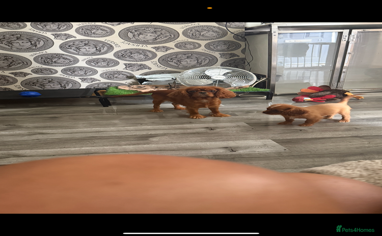 Cavalier King Charles Spaniel dogs - Advert 2