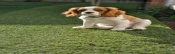 Cavalier King Charles Spaniel dogs for sale: KC Cavalier King Charles Spaniel!DNA tested! - Advert 4