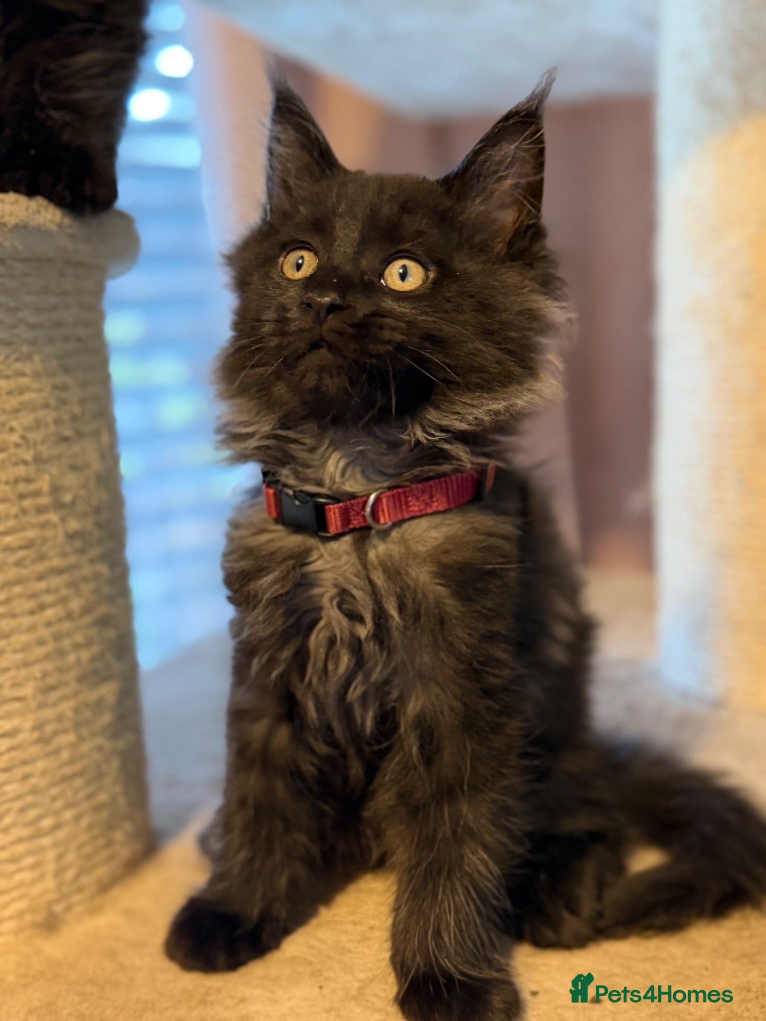 Maine Coon cats Tica registered black smoked male Maine coon - Advert 2