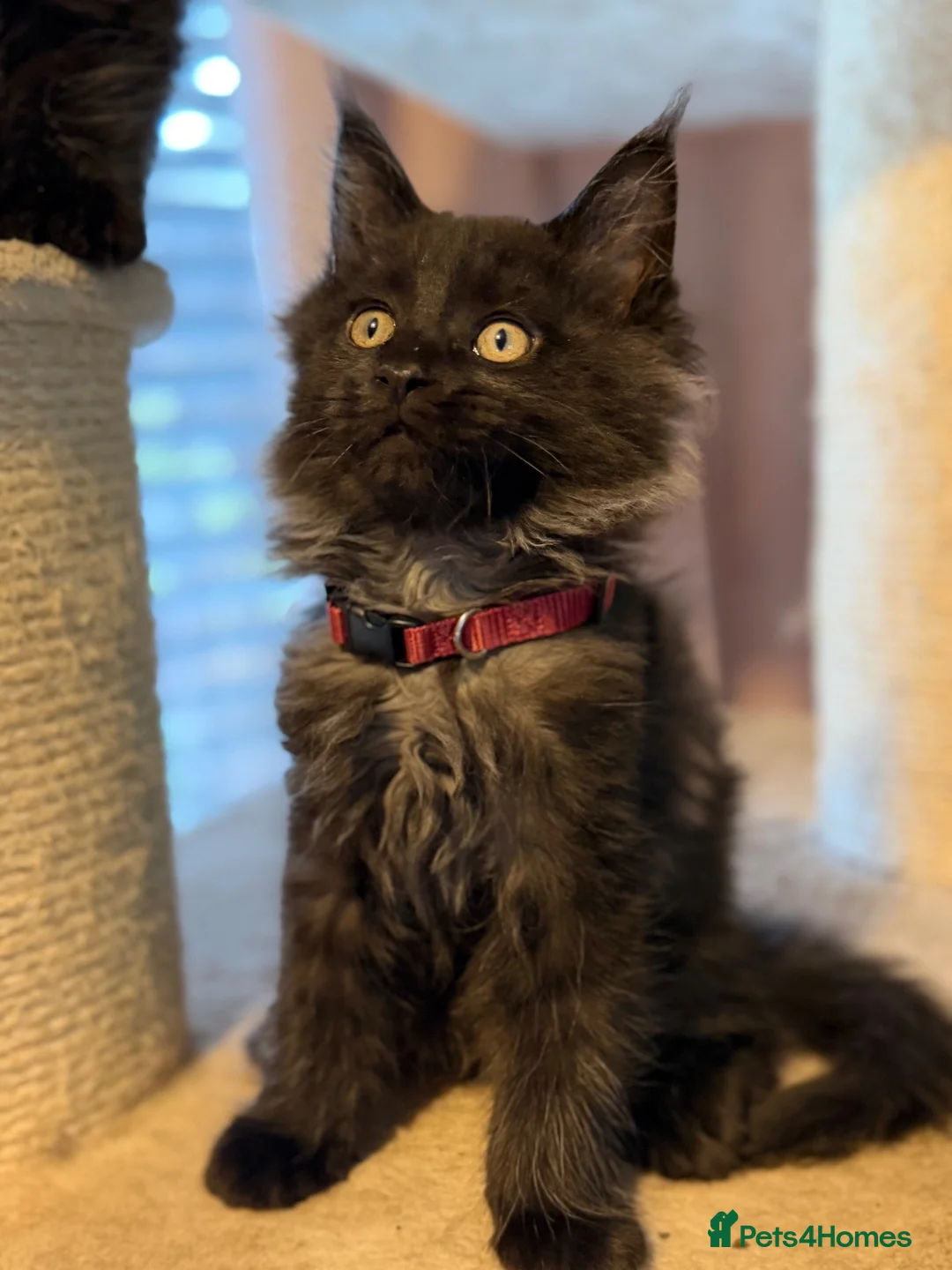 Maine Coon cats for sale: Tica registered black smoked male Maine coon - Advert 2