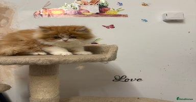 Persian cats - Advert 2