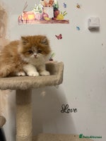 Persian cats - Advert 1