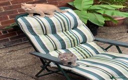 British Shorthair cats for sale: British shorthair kittens  - Image 4