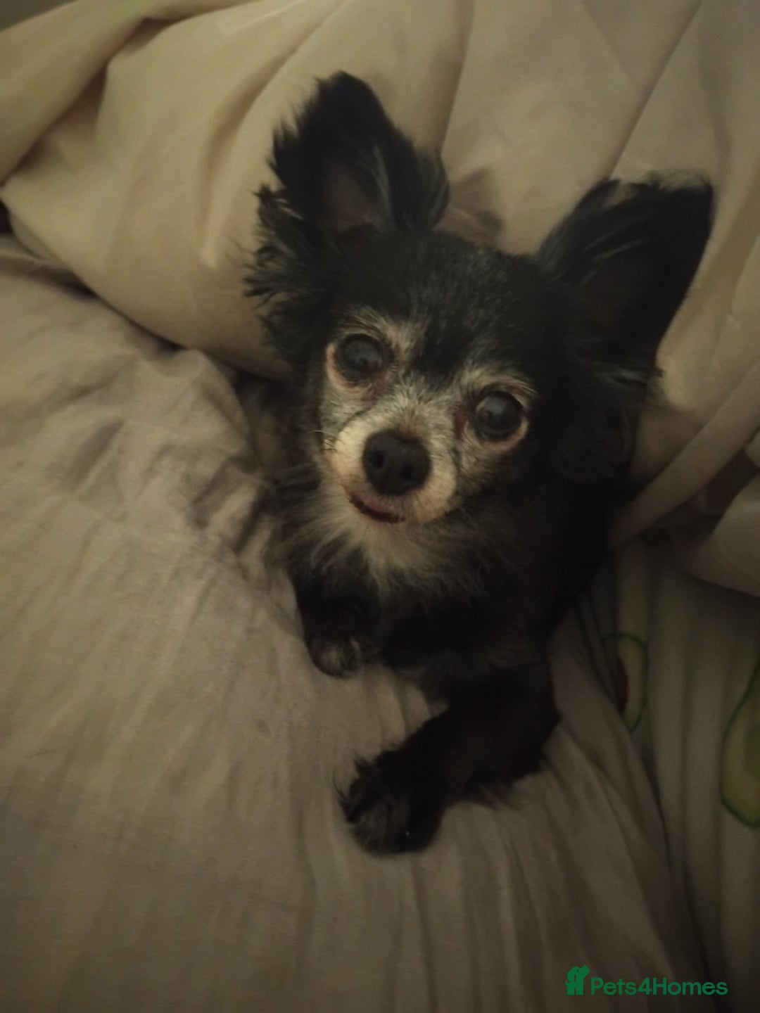 Pomchi dogs for sale: Beautiful tiny chihuahua girl - Advert 1