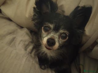 Pomchi dogs Beautiful tiny chihuahua girl - Advert 9