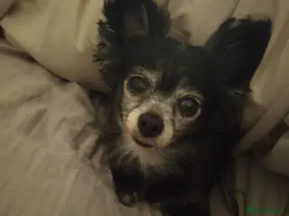 Pomchi dogs Beautiful tiny chihuahua girl - Advert 16