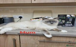Ragdoll cats for sale: Ragdoll kittens  - Image 7