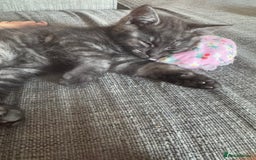 Mixed Breed cats for sale: 12 week old male mixed breed kitten for sale - Image 4