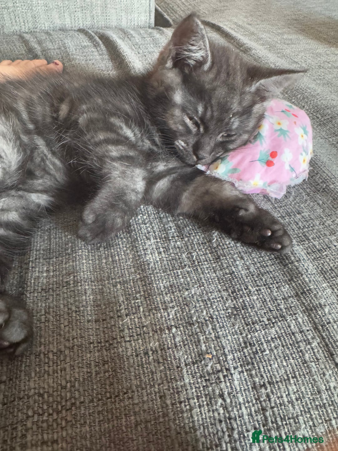 Mixed Breed cats for sale: 12 week old male mixed breed kitten for sale - Image 4
