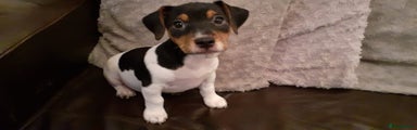Jack Russell Puppy 1
