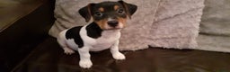 Jack Russell dogs for sale: Jack Russell puppies  - Advert 4