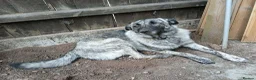 Mixed Breed dogs for adoption: DAFFI/v sweet girl/ adores dogs/big personality in Nottingham - Advert 15