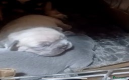 French Bulldog dogs for sale: French bulldogs  - Image 7