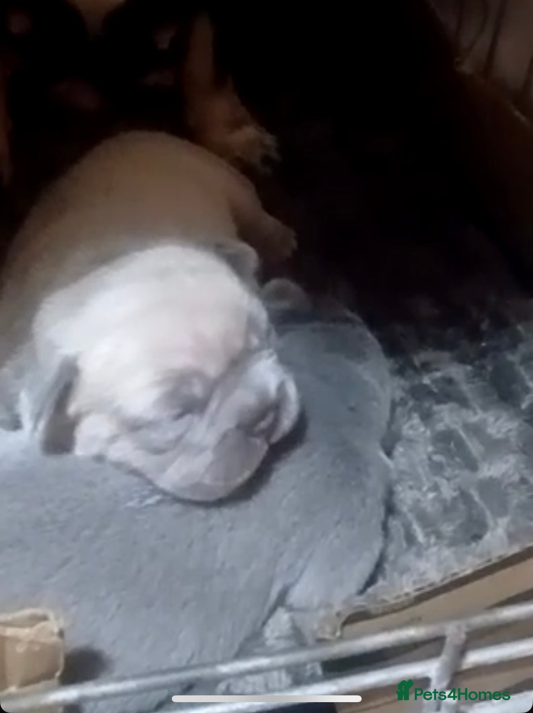 French Bulldog dogs for sale: French bulldogs  - Image 7