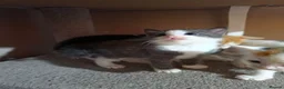 Mixed Breed cats for sale: • 4 Lovely Kittens – Looking For Loving Families - Advert 13