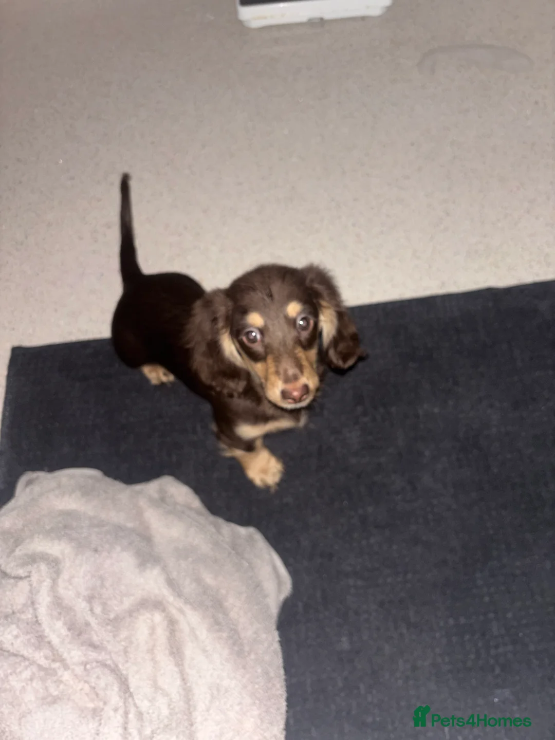 Miniature Dachshund dogs for sale: Brown and cream miniature Daschund  - Advert 2