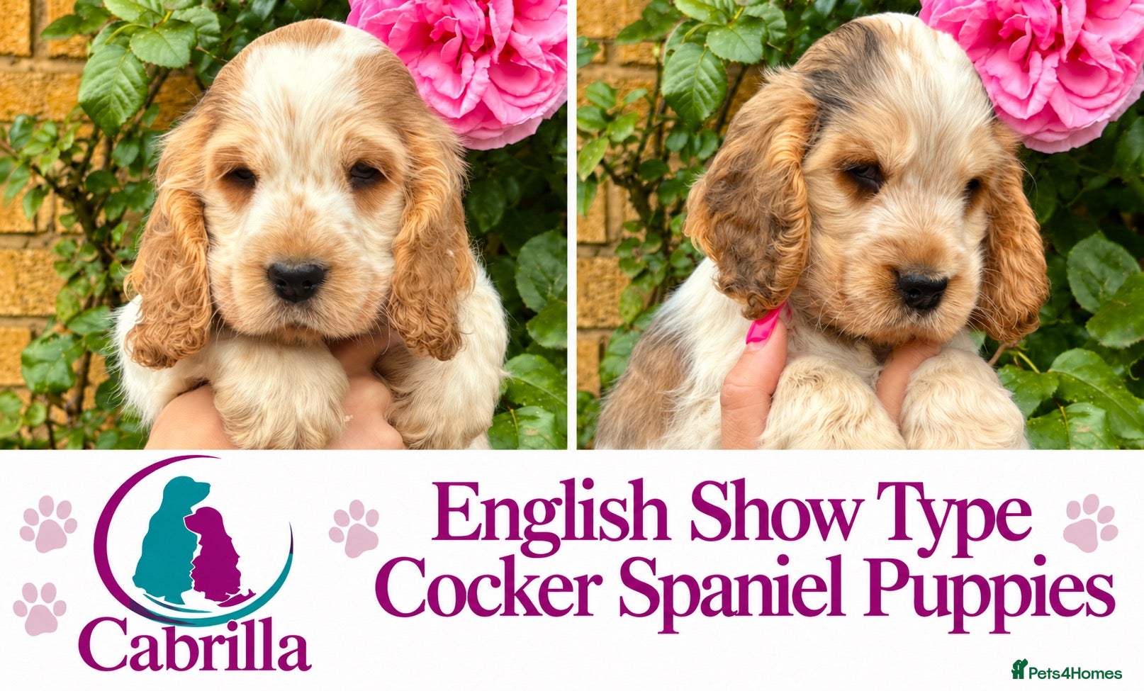 Cocker Spaniel dogs for sale: Champion Bloodlines Show Type Cocker Spaniels - Advert 1