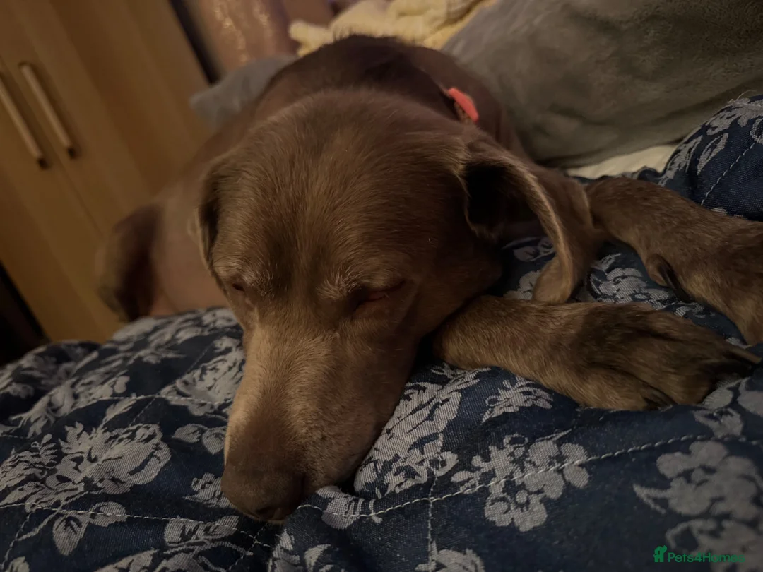 Labrador Retriever dogs for sale: Beautiful KC silver Labrador  - Advert 9