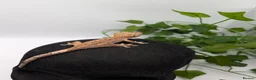 Gecko reptiles for sale: Mixed Morph Crested Gecko - Advert 10