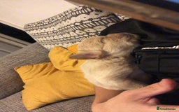 French Bulldog dogs for sale: Fluffy French bulldog puppies - Image 5