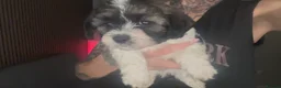 Mixed Breed dogs for sale: Adorable teddy bear shihpoo X chihuahua puppies - Advert 16