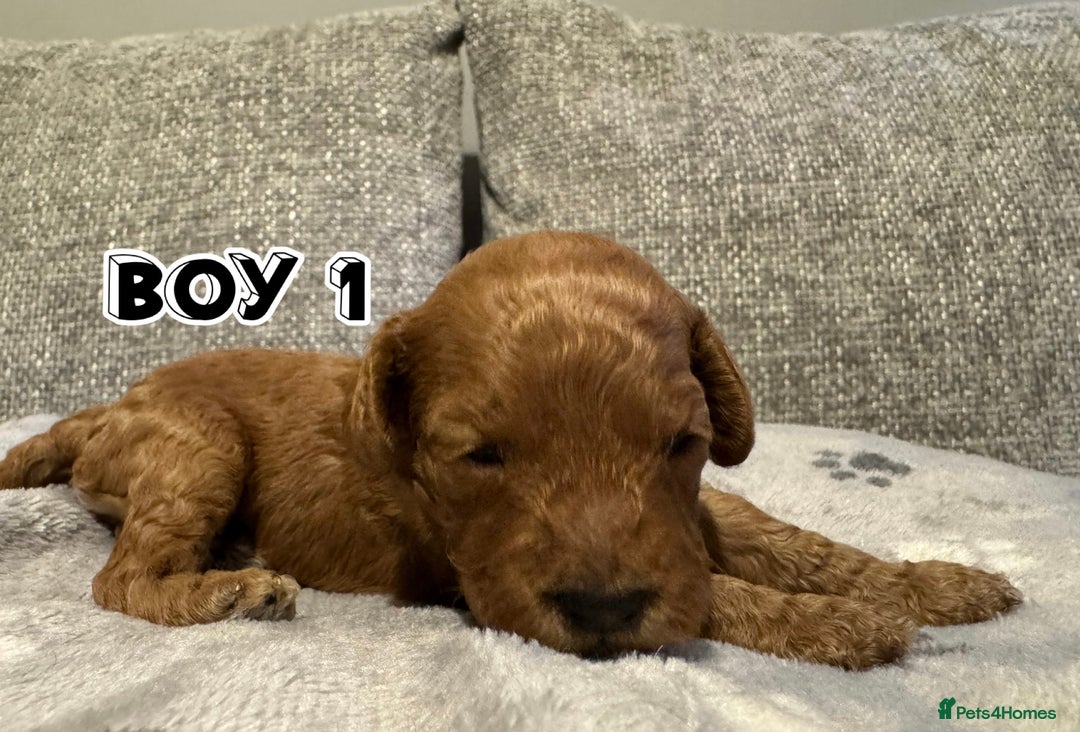 Cavapoo dogs for sale: F2 Toy Cavapoo puppies - Advert 4
