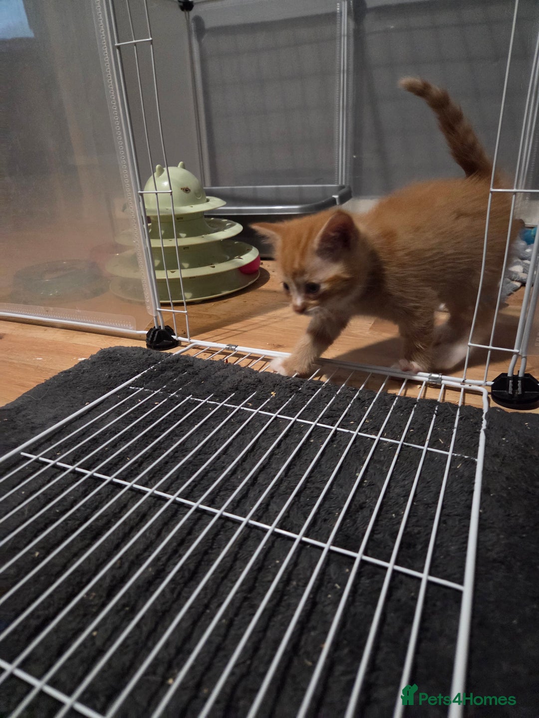 Mixed Breed cats for sale: 3 Gorgeous Male Kittens Looking for Forever Homes - Advert 19