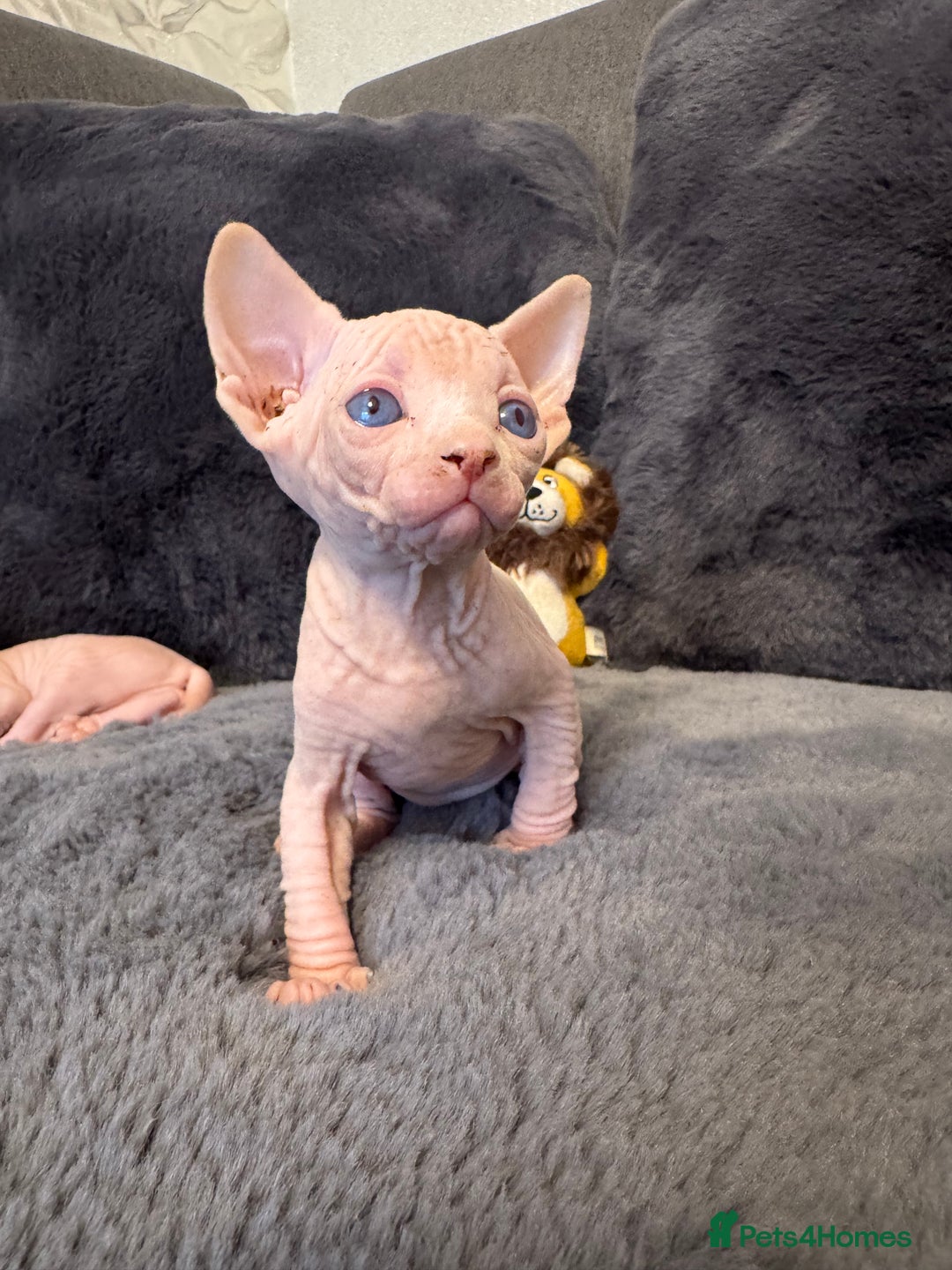 Sphynx cats for sale:  🔥Sphynx and Elf kittens 🔥 - Advert 5